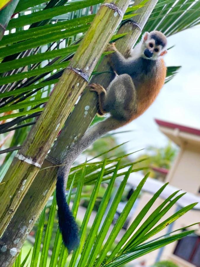 Suenos De Amor! Hermoso Y Acogedor Lugar كيبوس المظهر الخارجي الصورة